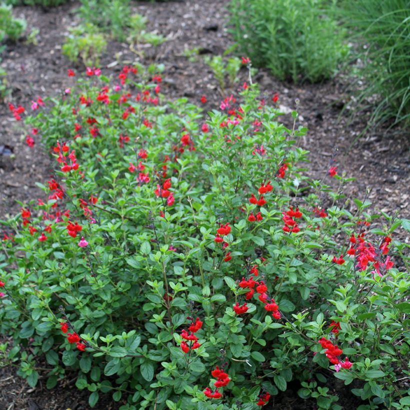 Salvia microphylla Royal Bumble (Plant habit)