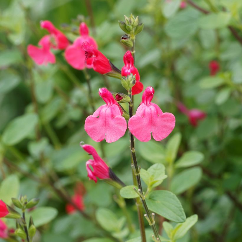 Salvia grahamii (Flowering)