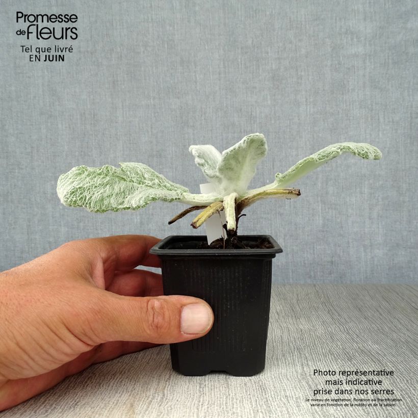 Salvia argentea  8/9 cm pot sample as delivered in summer