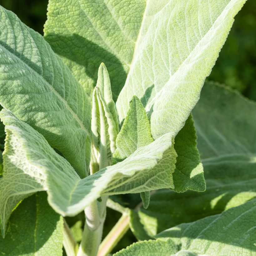 Salvia coahuilensis (Foliage)