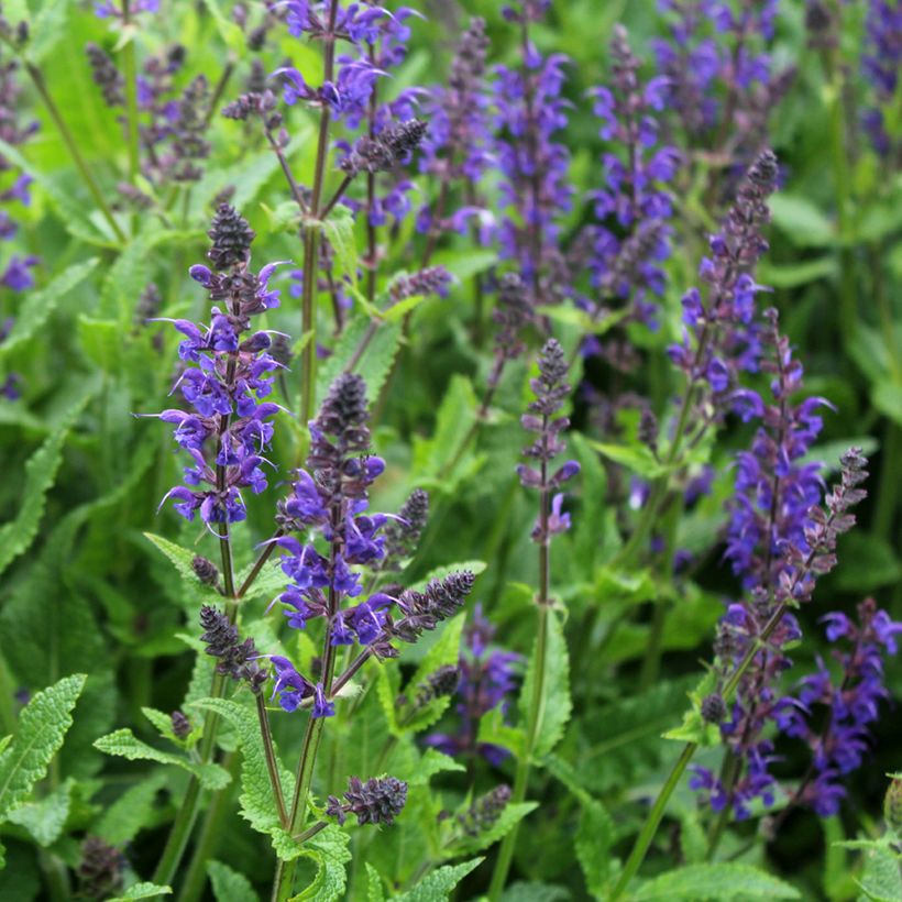 Salvia nemorosa Viola Klose - Woodland Sage (Flowering)