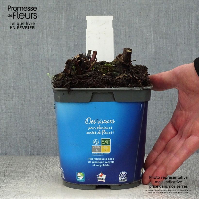 Sauge des marais - Salvia uliginosa en pot de 2L/3L sample as delivered in winter