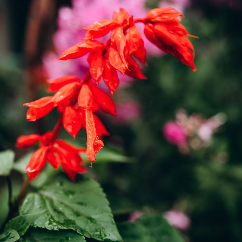 Salvia hybrida Embers Wish (Flowering)