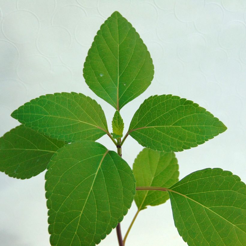 Salvia buchananii Love and Wishes (Foliage)
