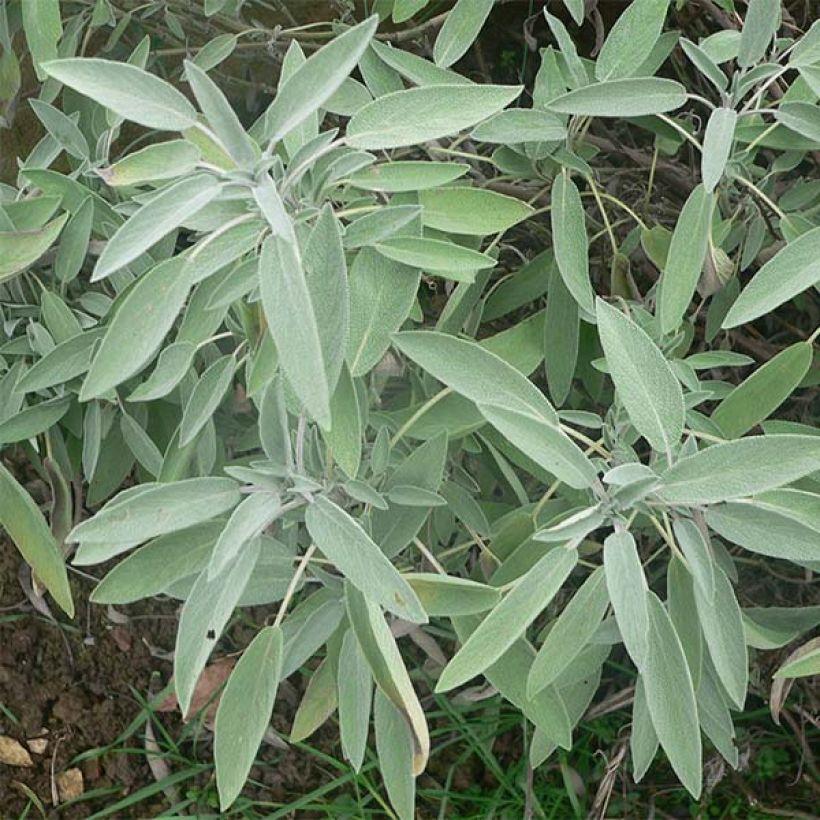 Salvia officinalis (Foliage)