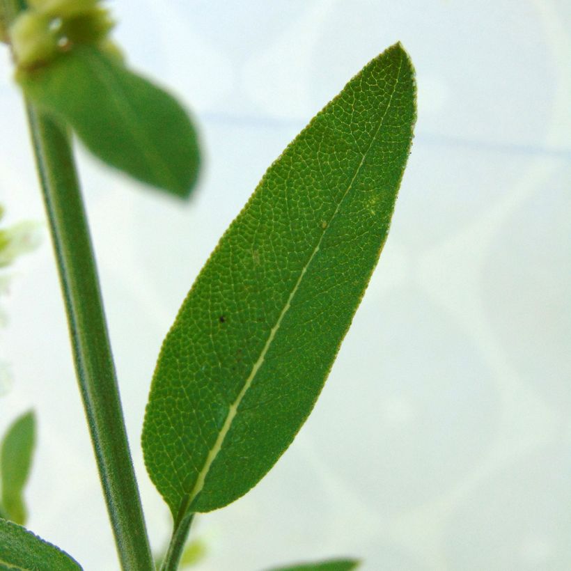 Salvia officinalis Albiflora (Foliage)