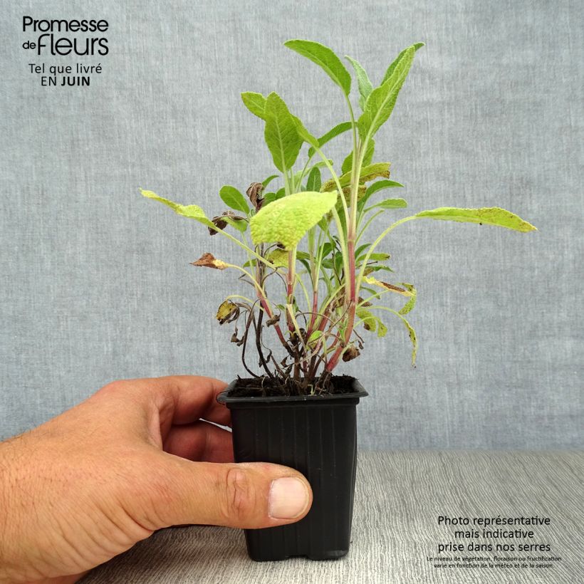 Salvia officinalis 8/9 cm pot sample as delivered in summer