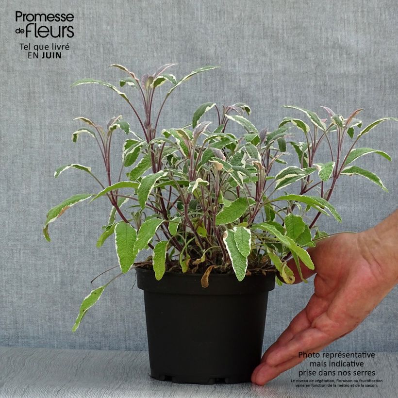 Salvia officinalis Tricolor 1.5L/2L pot sample as delivered in summer