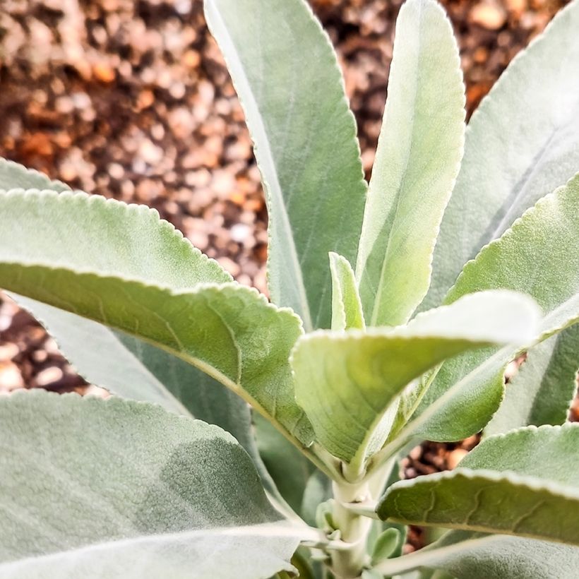 Salvia apiana (Foliage)