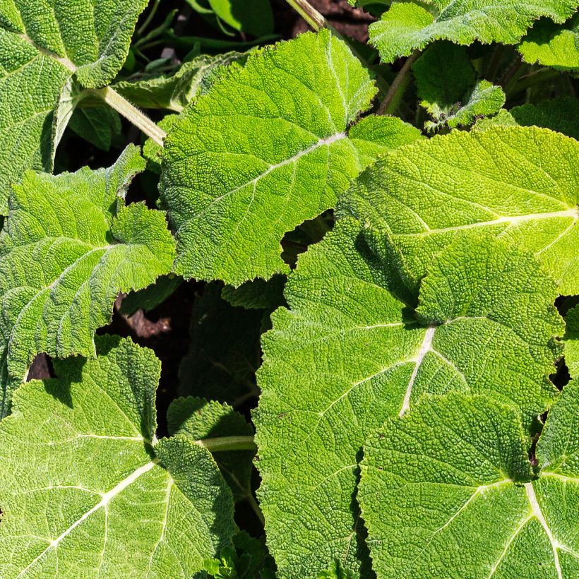 Salvia sclarea (Foliage)