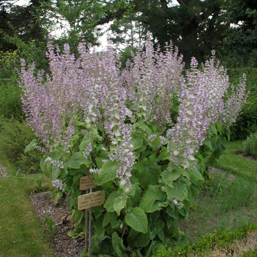 Salvia sclarea (Plant habit)