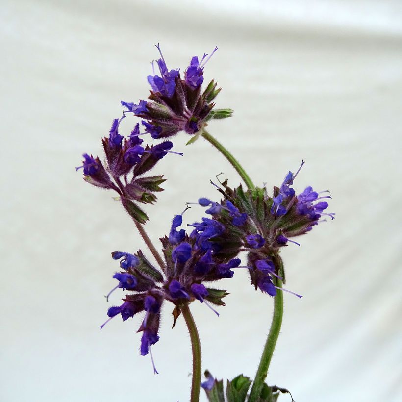 Salvia verticillata Purple Rain (Flowering)