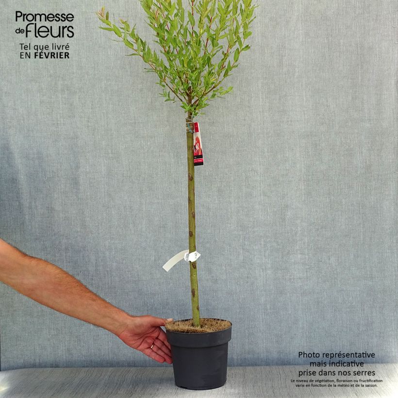 Saule crevette - Salix integra Flamingo sur tige en pot de 2L/3L sample as delivered in autumn