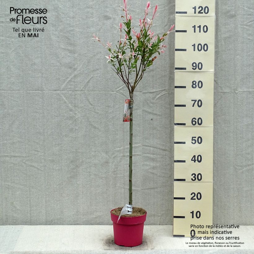 Salix integra Flamingo - Flamingo Willow 2L/3L potShipped height around 60cm sample as delivered in spring