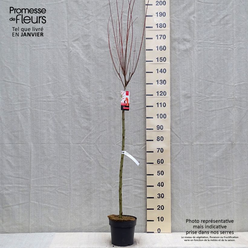 Saule crevette - Salix integra Flamingo sur tige en pot de 4L/5L sample as delivered in winter