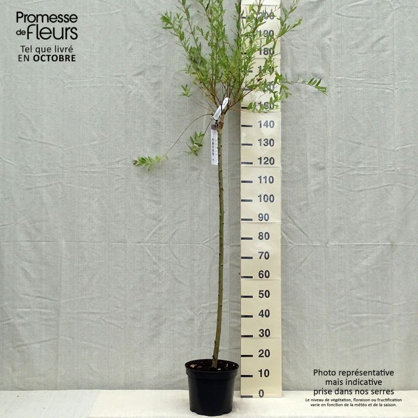 Saule crevette - Salix integra Hakuro Nishiki en pot 7.5L et tige sample as delivered in autumn