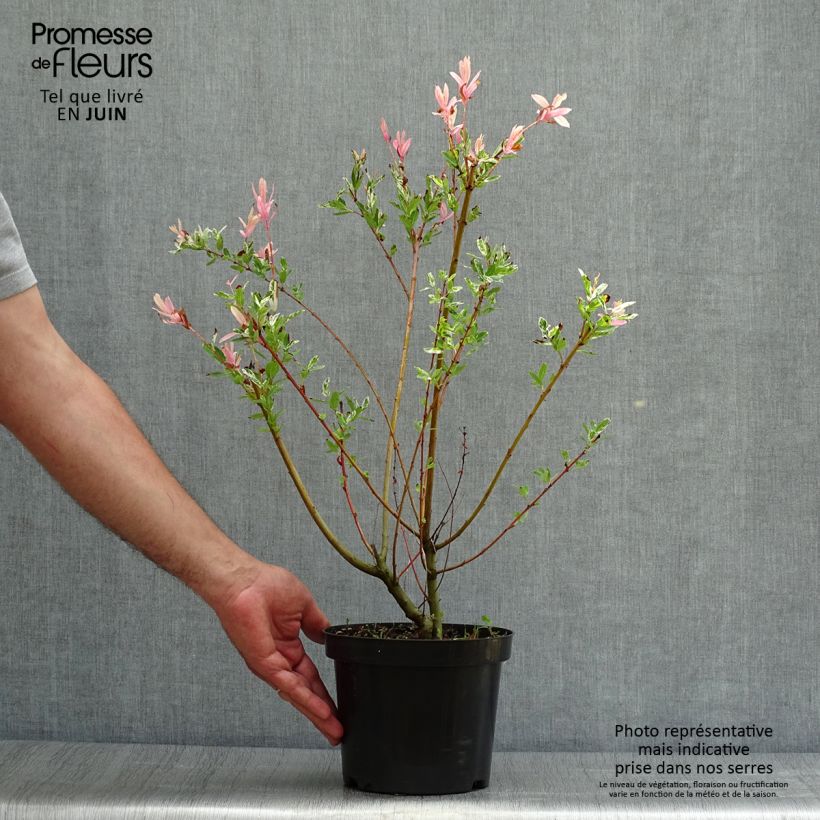 Salix integra Hakuro-Nishiki - Flamingo Willow 2L/3L pot sample as delivered in summer