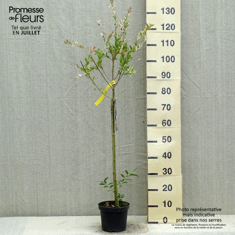 Salix integra Hakuro-Nishiki - Flamingo Willow 2L/3L pot sample as delivered in summer