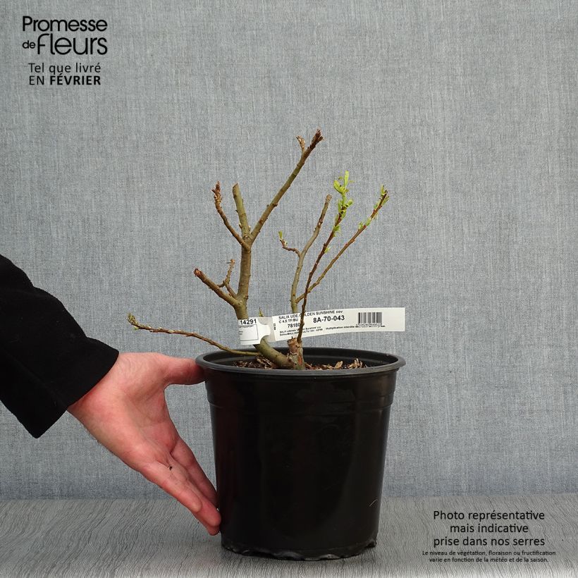 Saule doré -  Salix sachalinensis Golden Sunshine en pot de 4/5L sample as delivered in winter