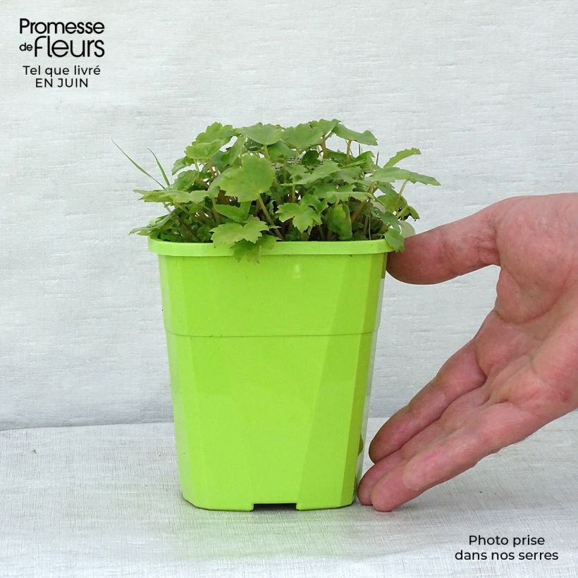 Saxifraga OPERA Orpheus 1L/1.5L pot sample as delivered in summer