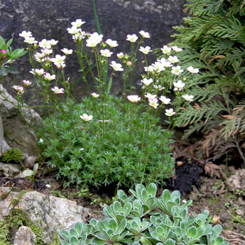 Saxifraga arendsii Adebar (Flowering)