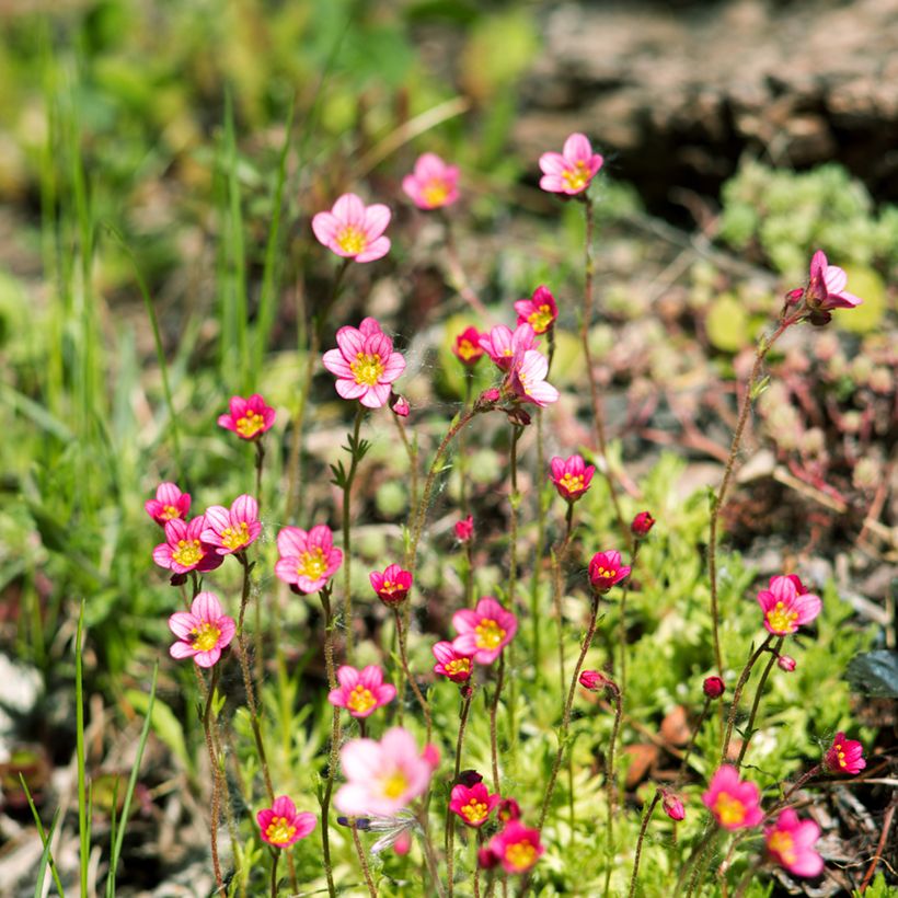 Saxifraga arendsii Peter Pan (Plant habit)