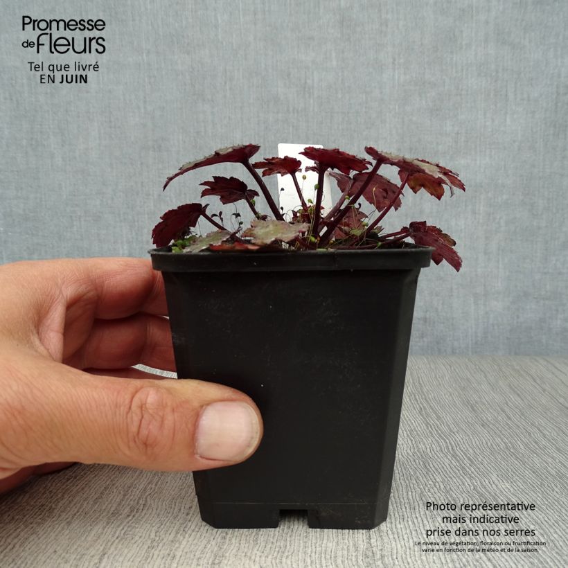 Saxifraga cortusifolia Black Ruby 8/9 cm pot sample as delivered in summer