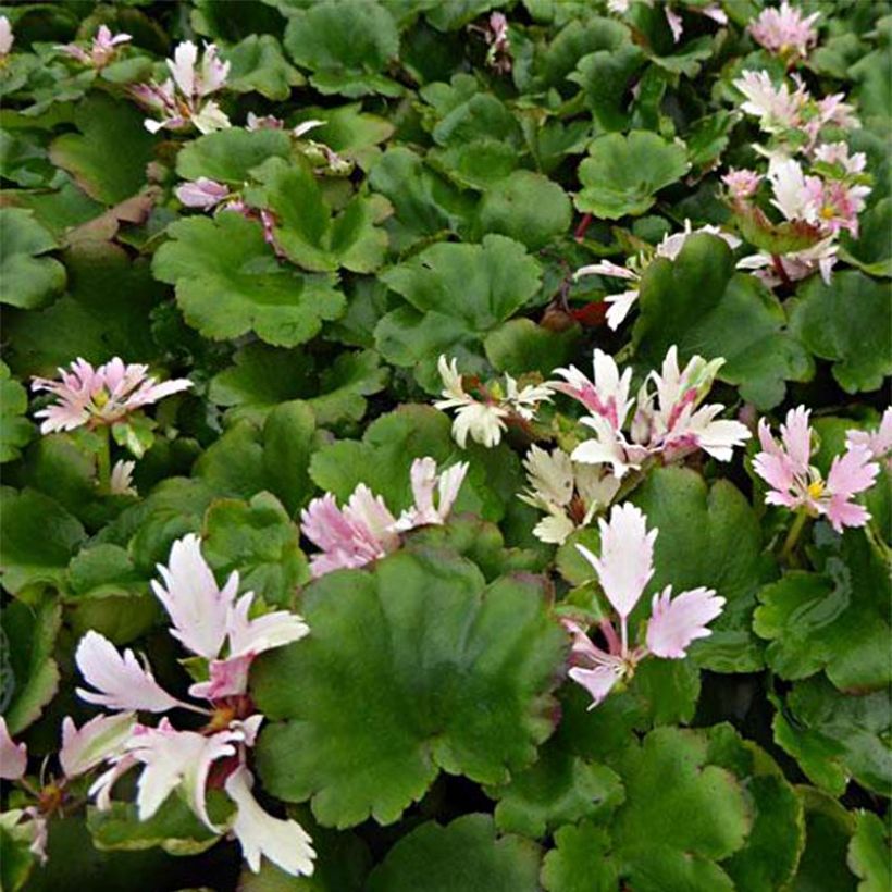 Saxifraga cortusifolia Cheap Confections (Flowering)