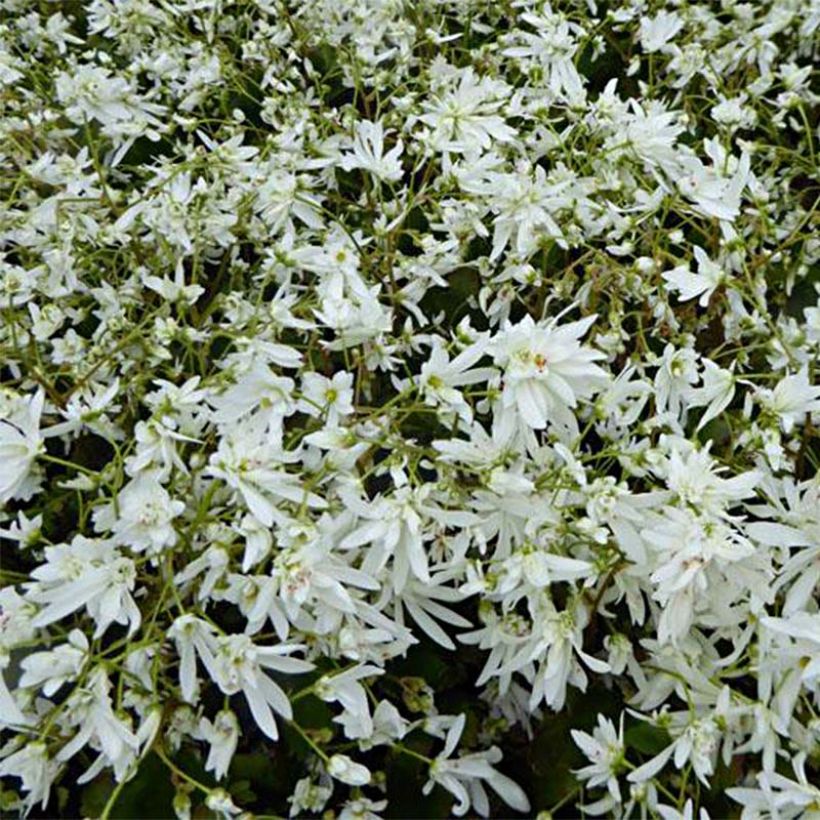 Saxifraga cortusifolia Shiranami (Flowering)
