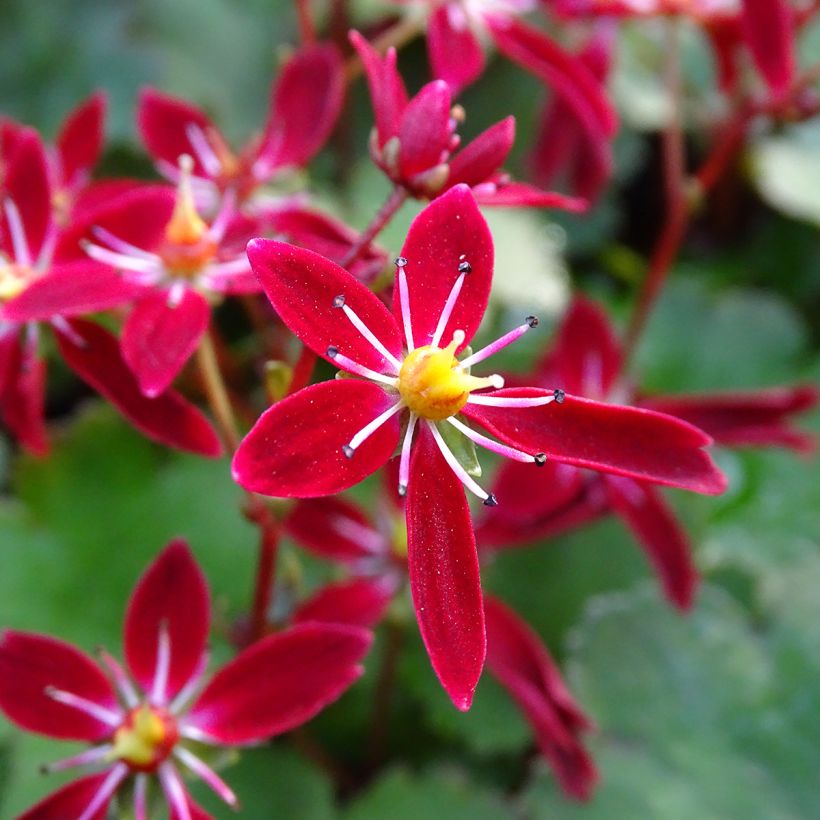 Saxifraga fortunei Beni Tsukasa (Flowering)