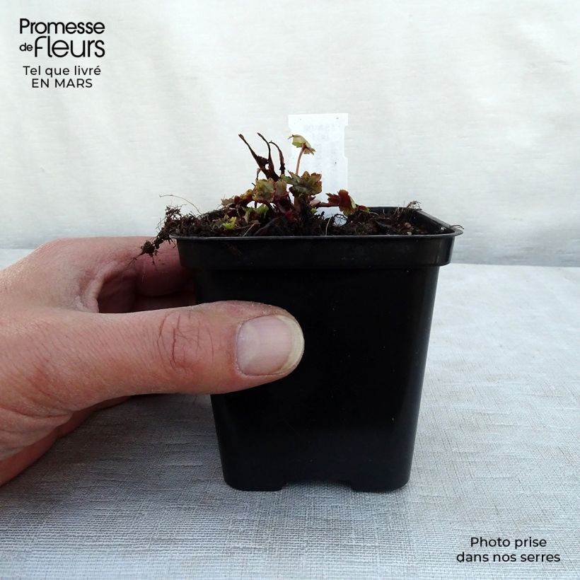 Saxifraga fortunei Gokka sample as delivered in spring