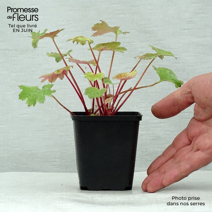 Saxifraga fortunei Wada 8/9 cm pot sample as delivered in summer