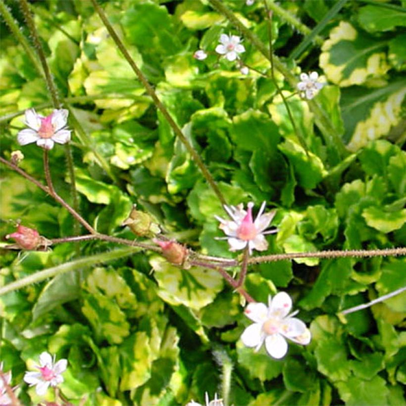 Saxifraga umbrosa Variegata (Foliage)