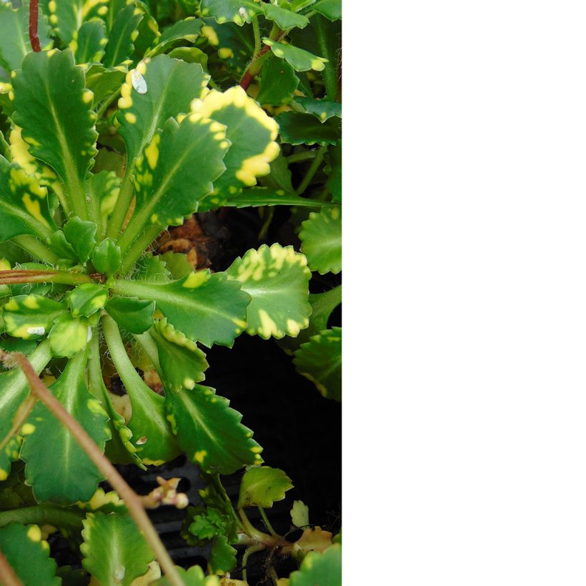 Saxifraga umbrosa Variegata (Foliage)