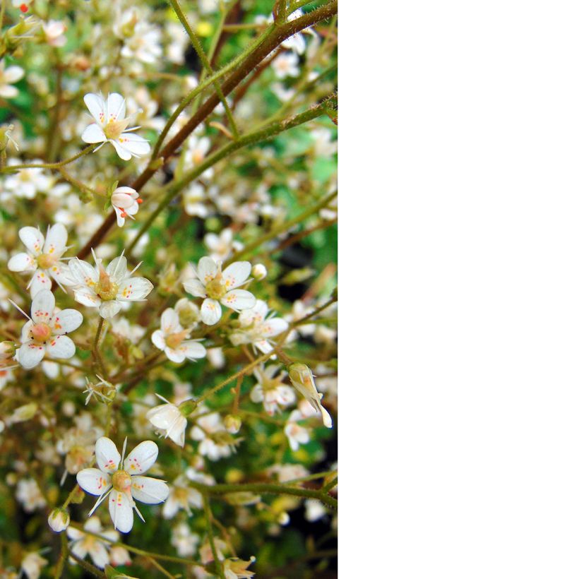 Saxifraga umbrosa Variegata (Flowering)