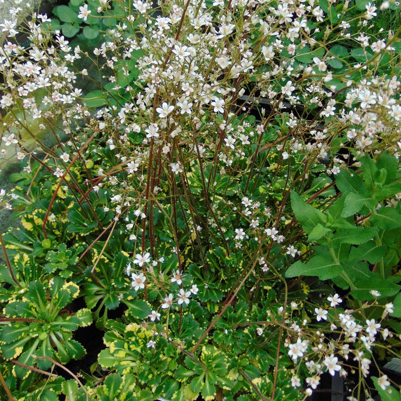 Saxifraga umbrosa Variegata (Plant habit)
