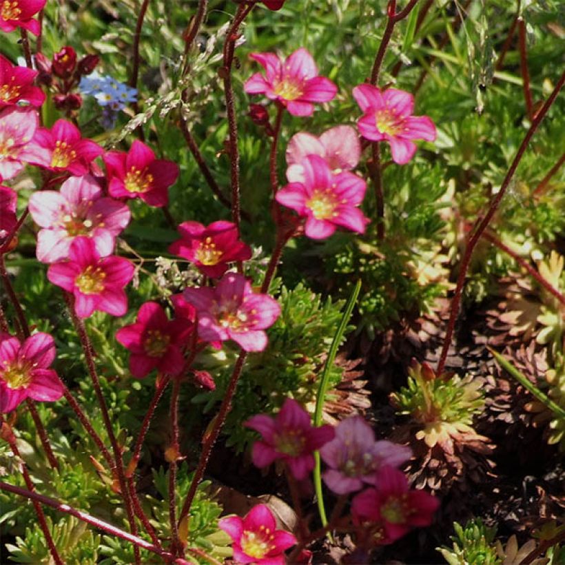 Saxifraga arendsii Pixie (Flowering)