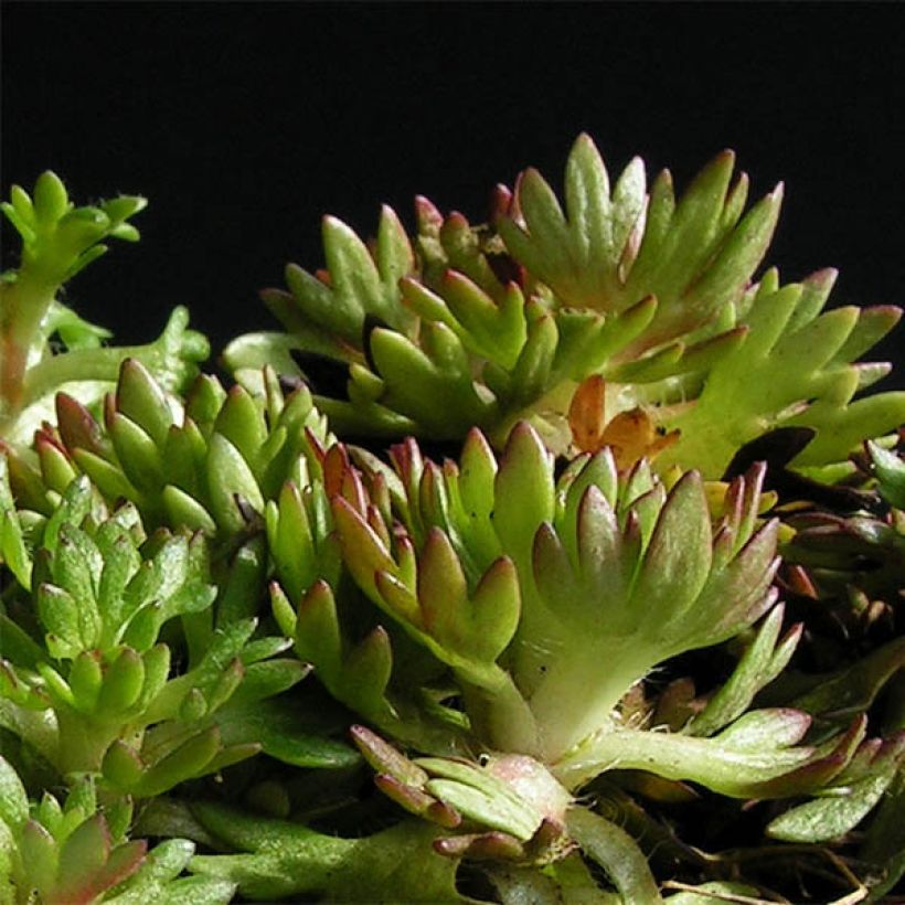 Saxifraga arendsii Pixie (Plant habit)