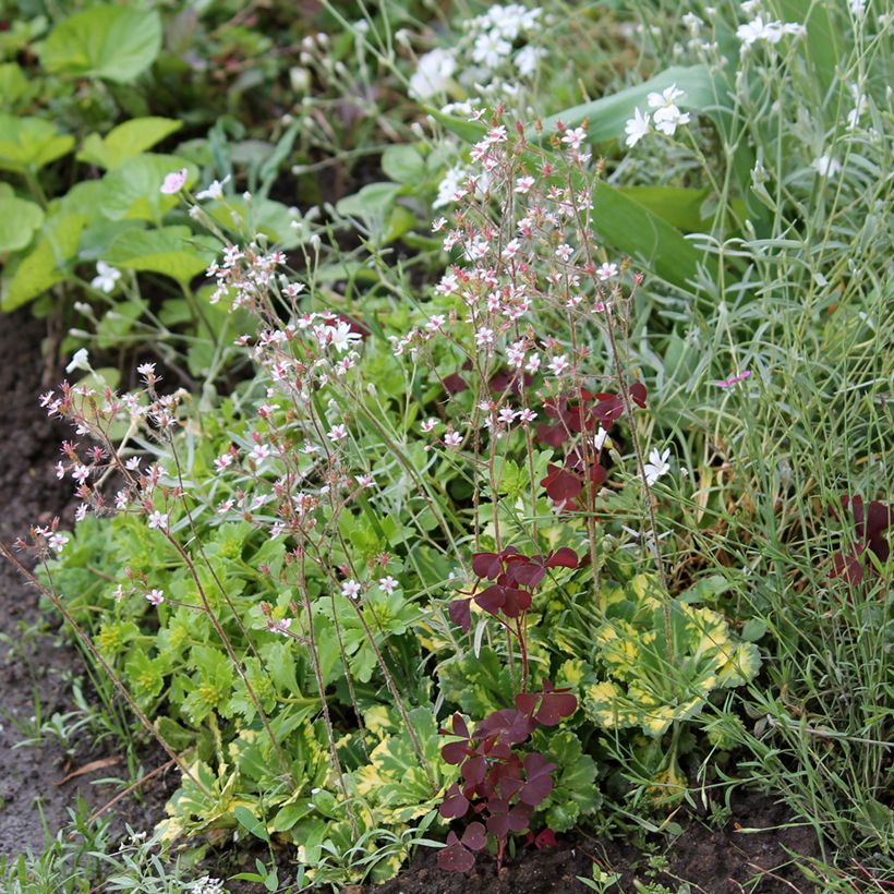 Saxifraga x urbium Aureopunctata (Plant habit)