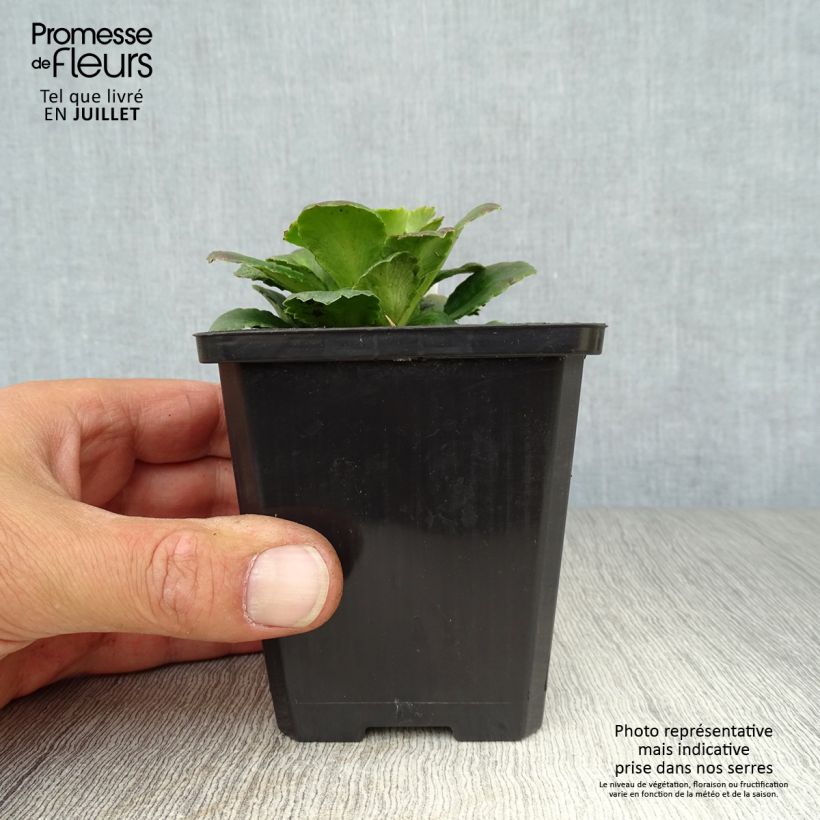 Saxifraga x urbium 8/9 cm pot sample as delivered in summer