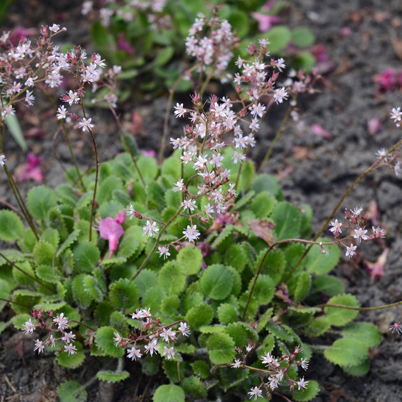 Saxifraga x urbium (Plant habit)