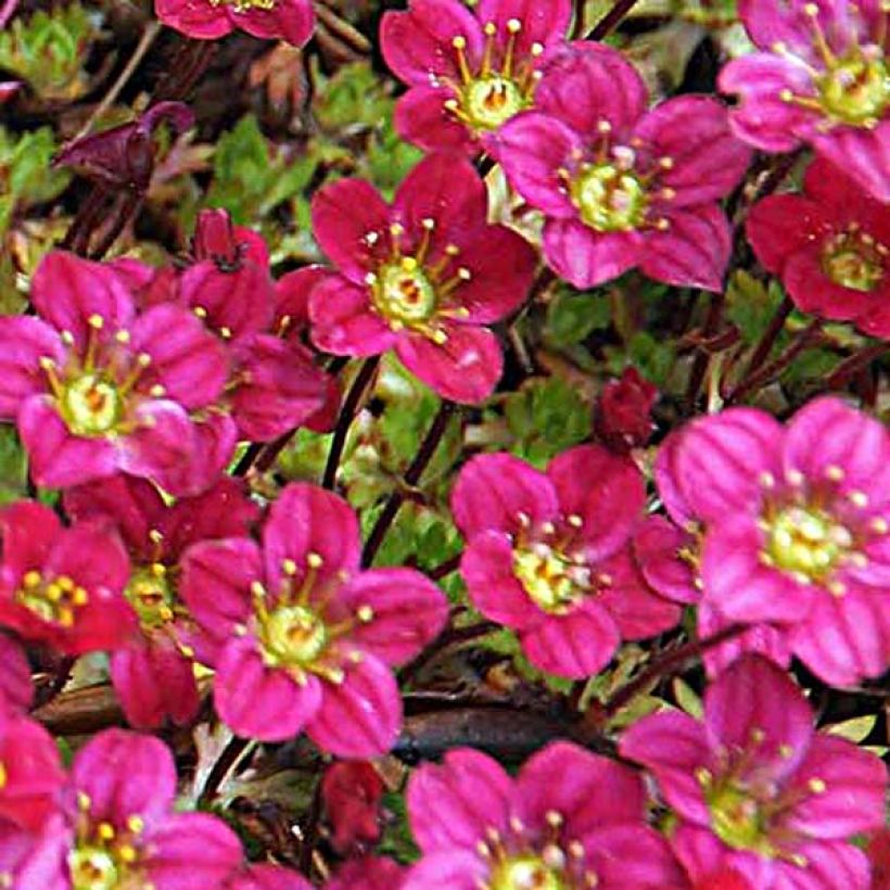 Saxifraga arendsii Peter Pan (Flowering)