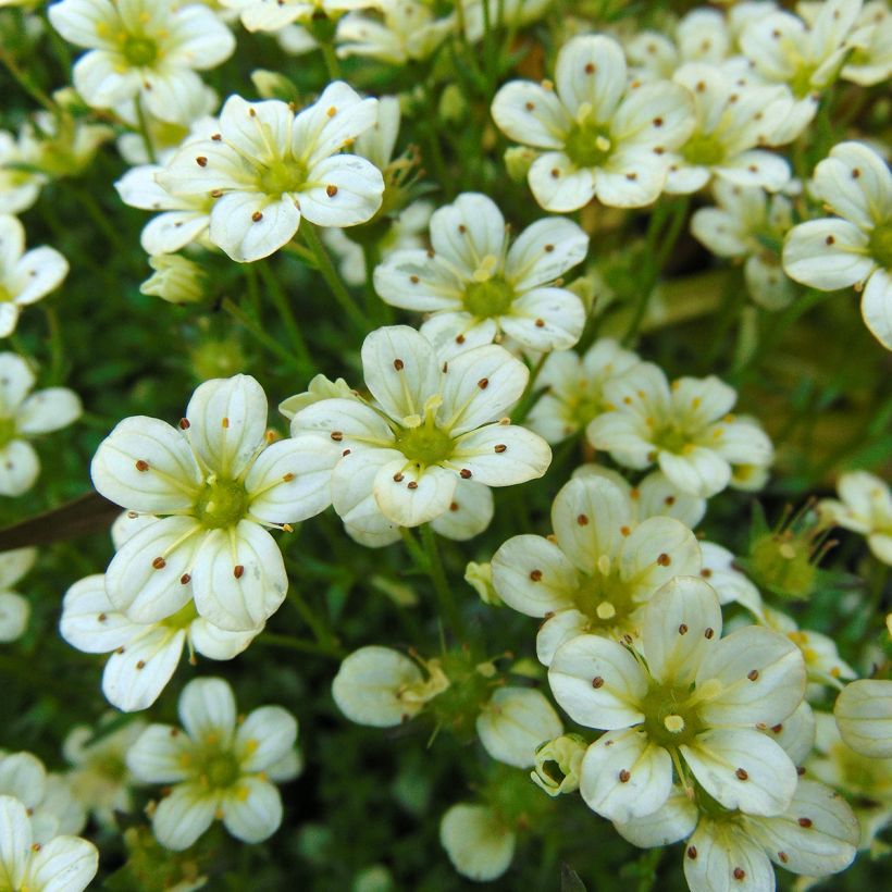 Saxifraga arendsii Pixie White (Flowering)