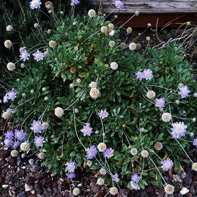 Scabiosa columbaria Butterfly Blue (Plant habit)