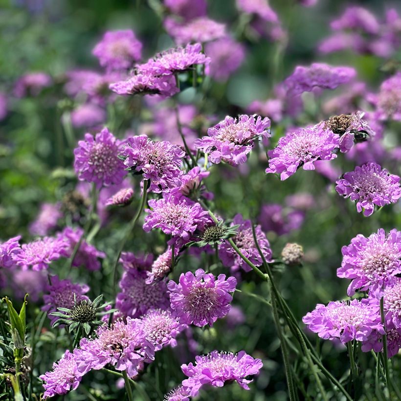 Scabiosa columbaria Pink Mist (Plant habit)