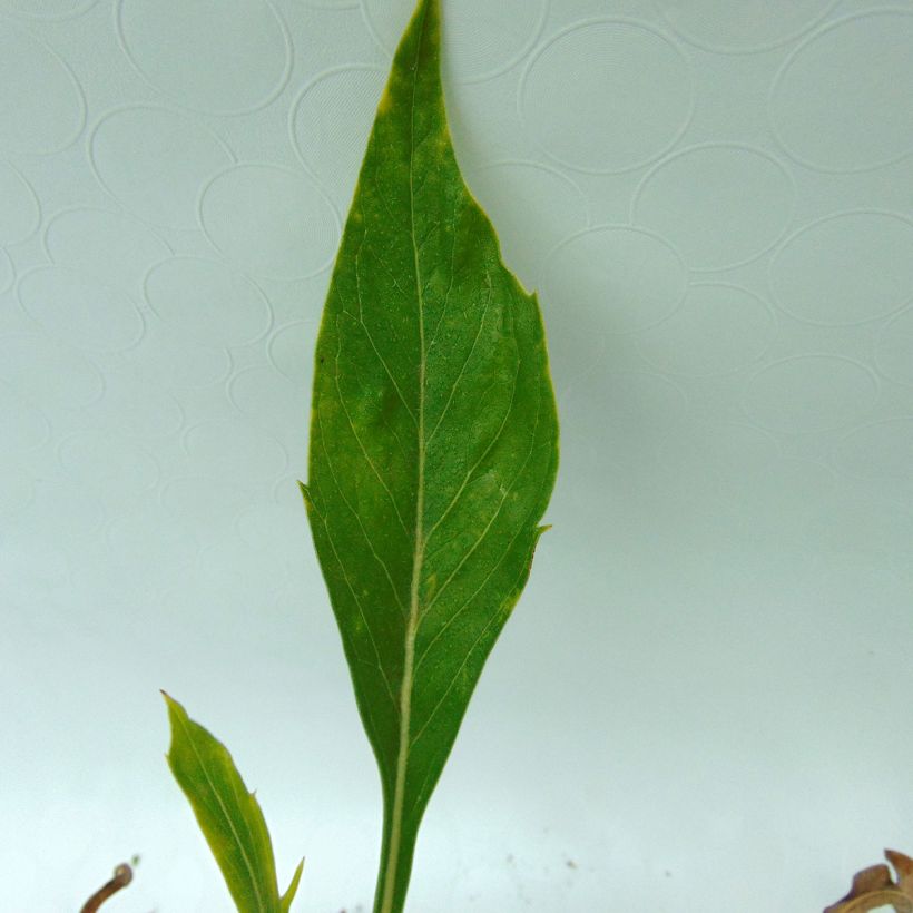 Scabiosa caucasica Alba (Foliage)