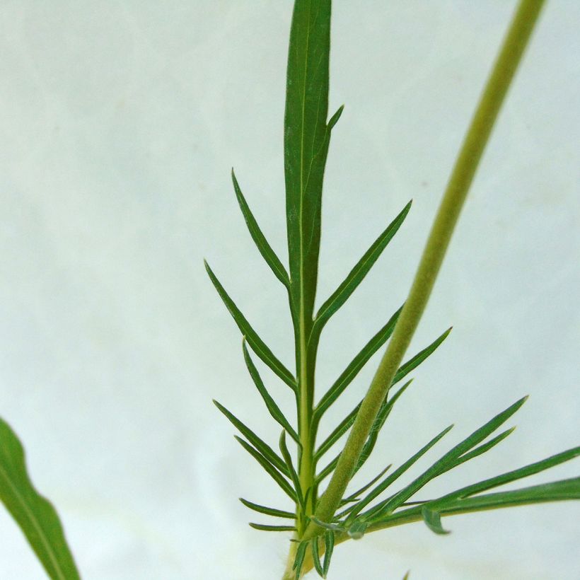 Scabiosa caucasica Perfecta (Foliage)