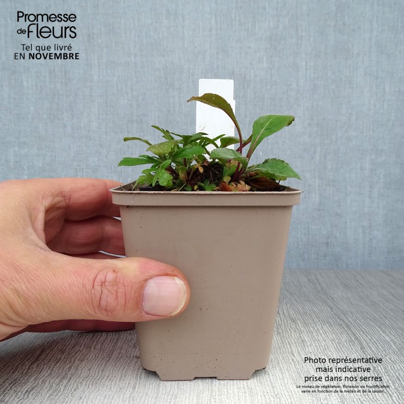 Scabiosa ochroleuca 8/9 cm pot sample as delivered in autumn