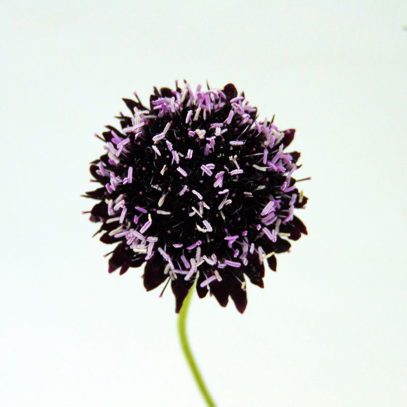 Scabiosa atropurpurea Chile Black (Flowering)