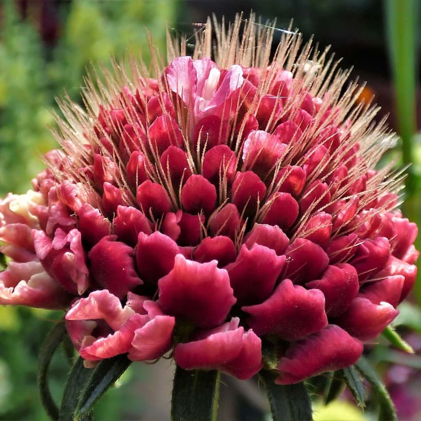 Scabiosa atropurpurea Marshmallow Scoop (Flowering)